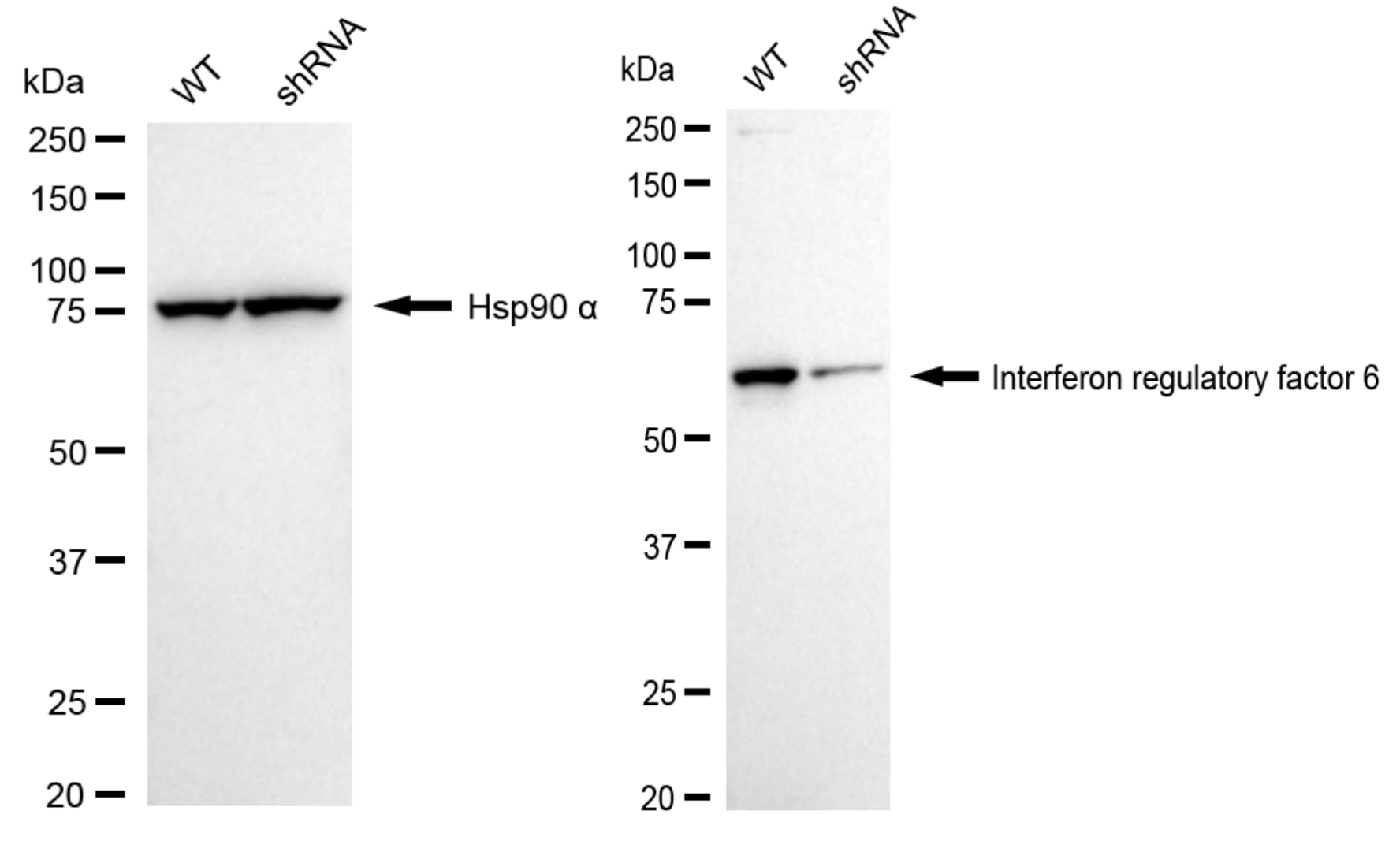 [KD Validated] Anti-IRF6 Rabbit mAb [17T39G24]