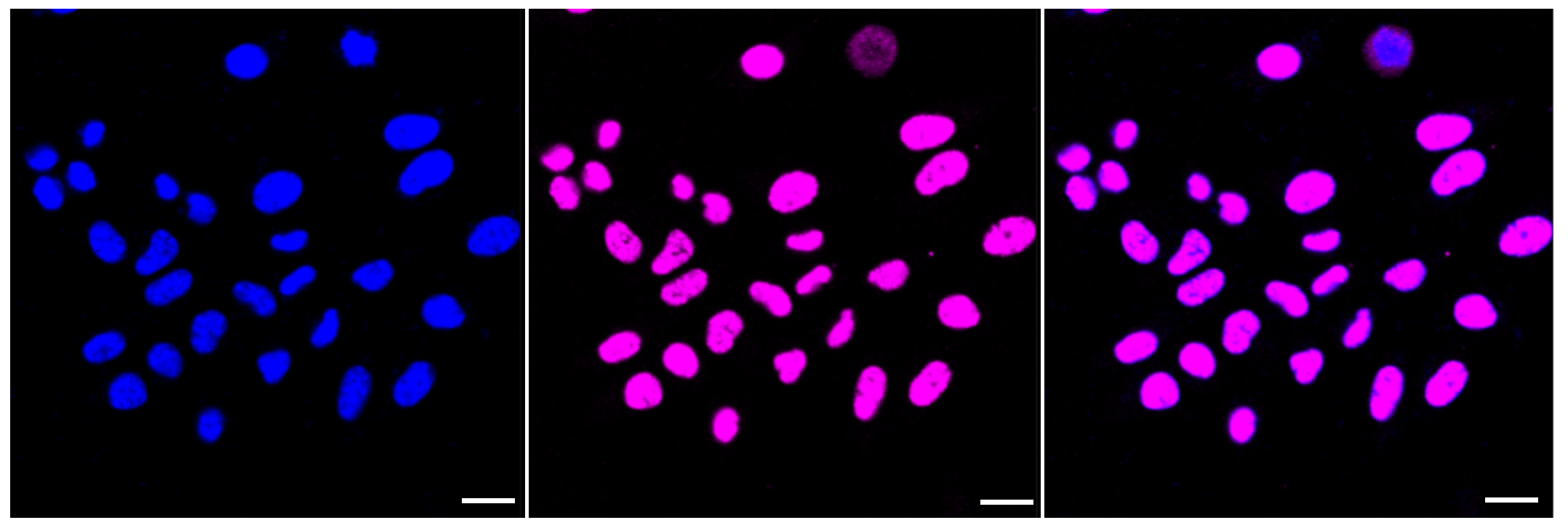[KD Validated] Anti-HDAC9 Rabbit mAb [78P50B87]