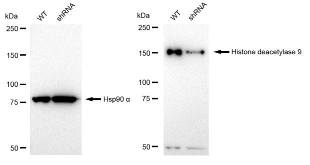 [KD Validated] Anti-HDAC9 Rabbit mAb [78P50B87]