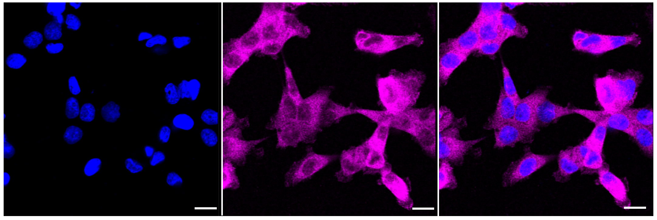 [KD Validated] Anti-ATG7 Rabbit mAb [18P51L70]