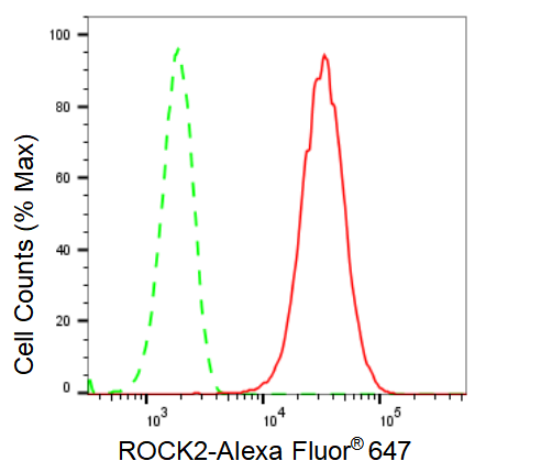 [KD Validated] Anti-ROCK2 Rabbit mAb [92L07O20]