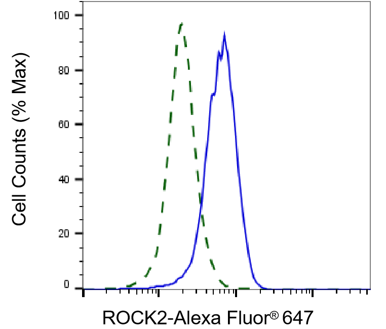 [KD Validated] Anti-ROCK2 Rabbit mAb [92L07O20]