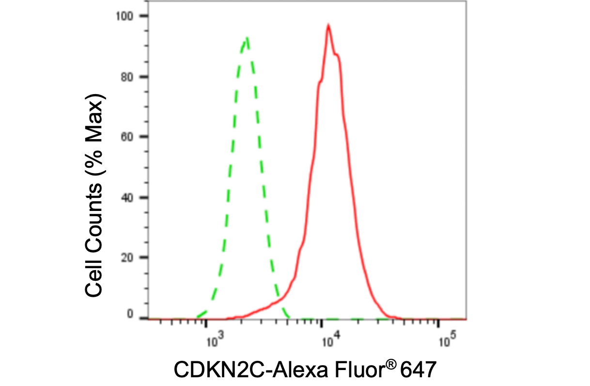 [KD Validated] Anti-CDKN2C Rabbit mAb [74B91A30]