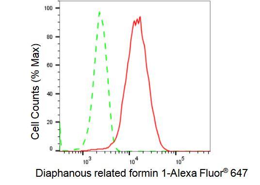 [KD Validated] Anti-DIAPH1 Rabbit mAb [71Q05B45]