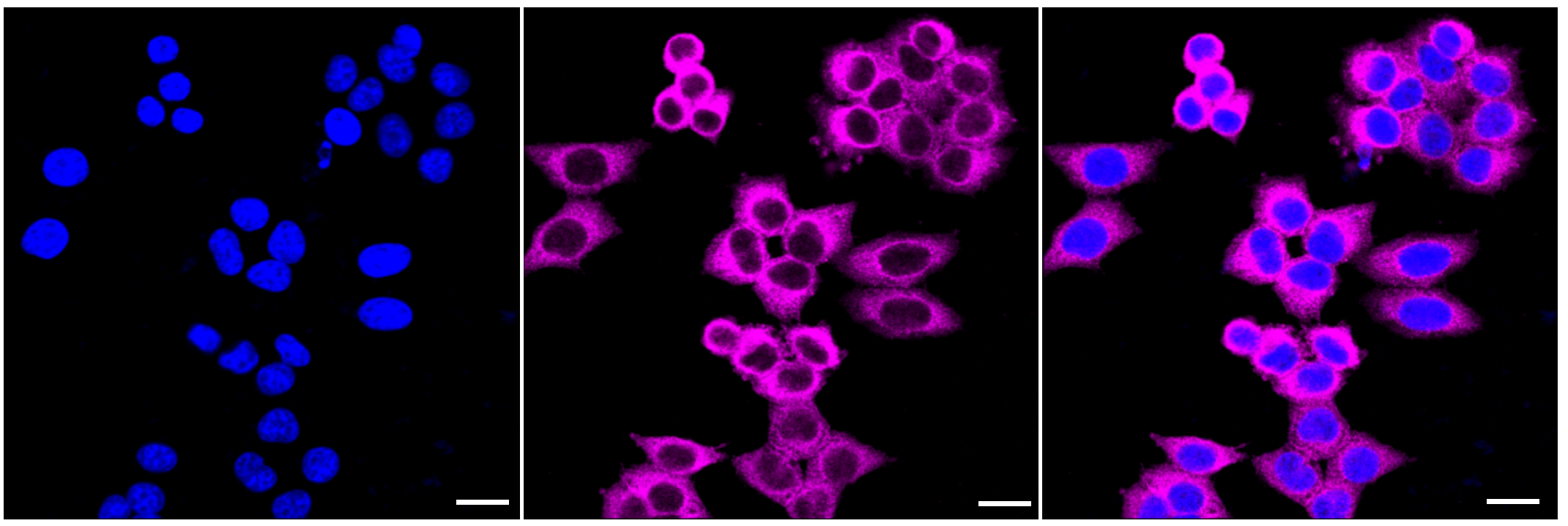 [KD Validated] Anti-DIAPH1 Rabbit mAb [71Q05B45]