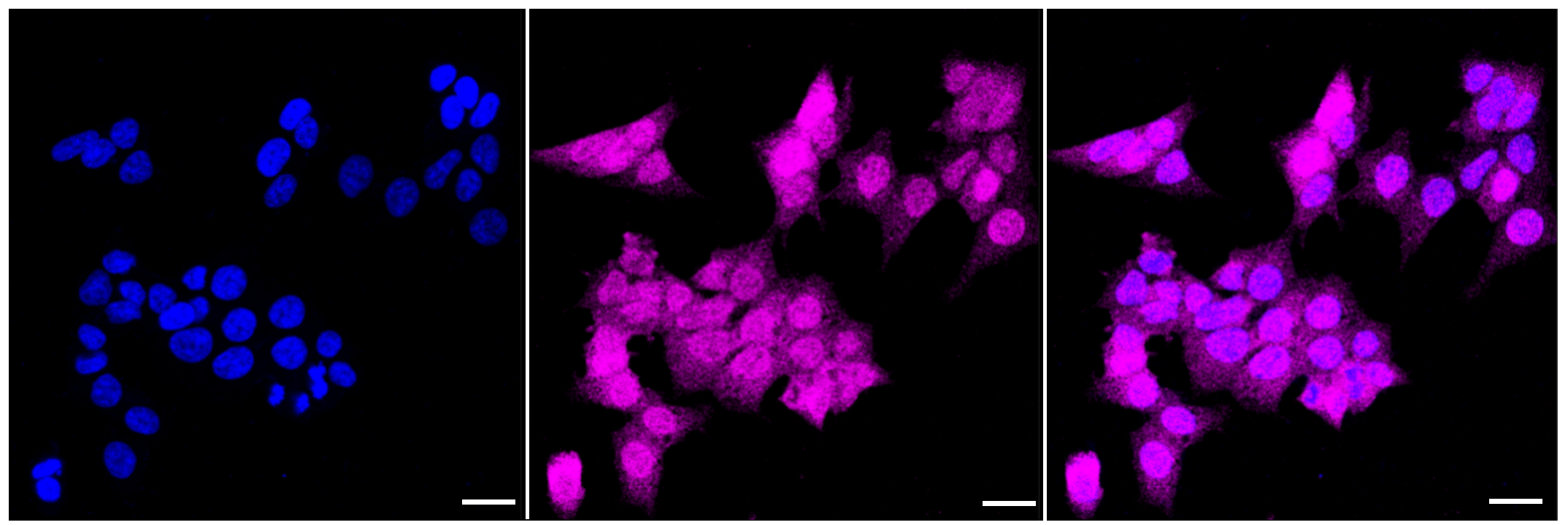 [KD Validated] Anti-EIF4EBP1 Rabbit mAb [14F54T66]