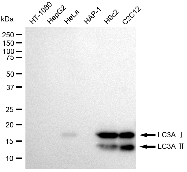 [KD Validated] Anti-MAP1LC3A Rabbit mAb [12G07Q86]