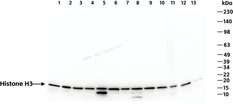 Anti-Histone H3 Rabbit mAb [42I15C31]