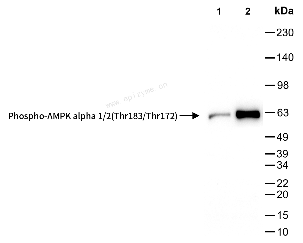 Anti-Phospho-AMPK alpha 1/2 (Thr183/Thr172) Rabbit mAb [14G44B99]