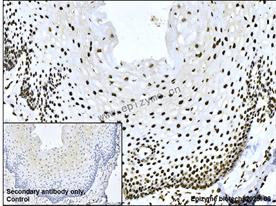 Anti-Nuclei Mouse mAb [84E15P56]