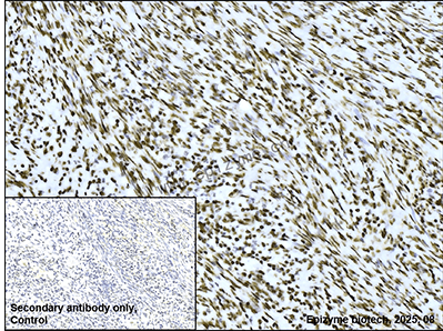 Anti-Nuclei Mouse mAb [84E15P56]