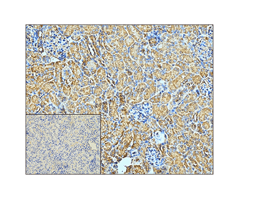 Anti-CAPNS1 Rabbit mAb [38H33K89]