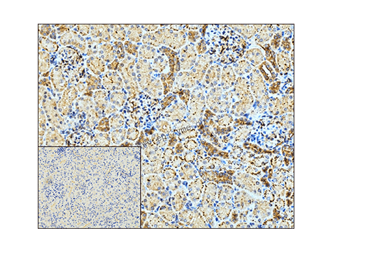 Anti-CAPNS1 Rabbit mAb [38H33K89]