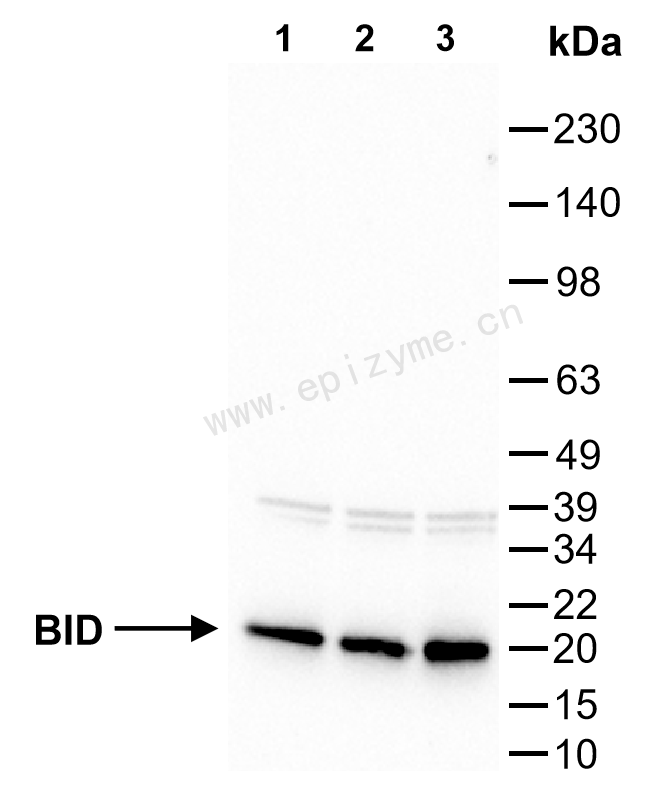 Anti-BID Mouse mAb [79L48E07]