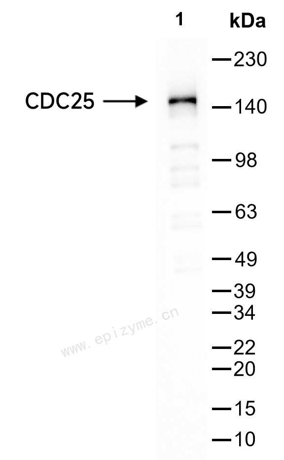 Anti-CDC25 Rabbit mAb [98L88L09]