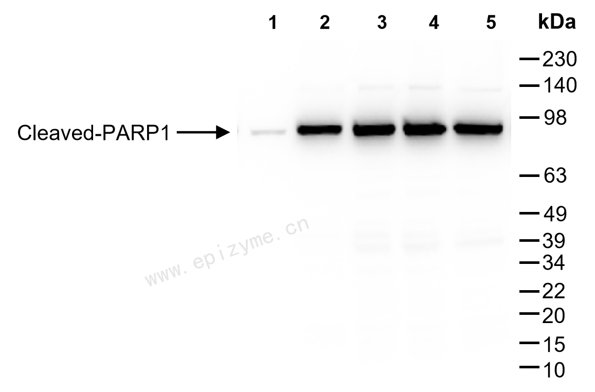 Anti-Cleaved-PARP1 Rabbit mAb [11L11K72]