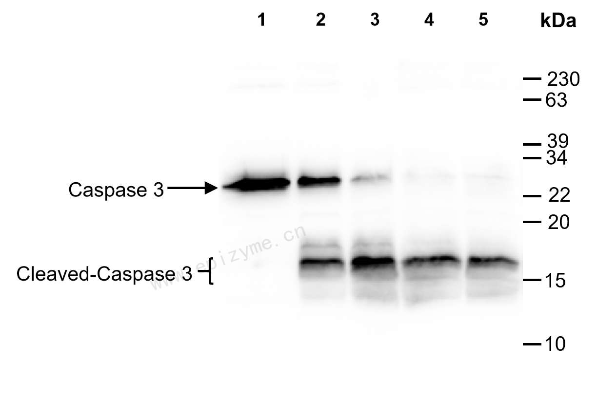 Anti-Caspase 3 Rabbit mAb [31F24G67]