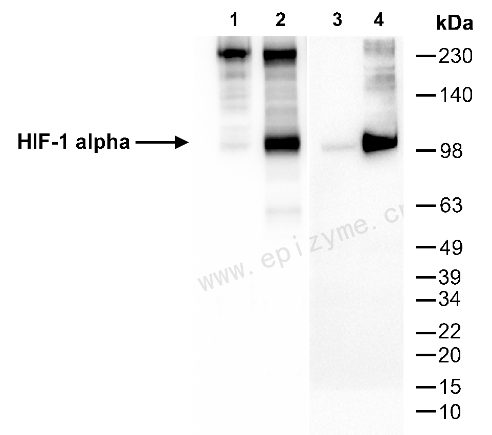 Anti-HIF-1 alpha Rabbit mAb [39H77C67]