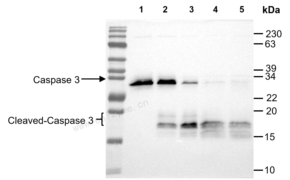 Anti-Caspase 3 Rabbit mAb [37I79I28]