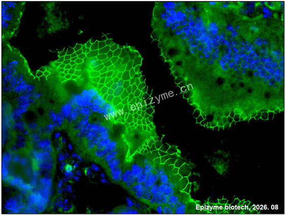 Anti-ZO-1 Mouse mAb [24D02C18]