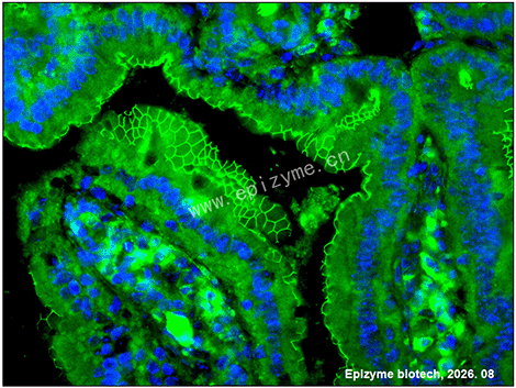 Anti-ZO-1 Mouse mAb [24D02C18]