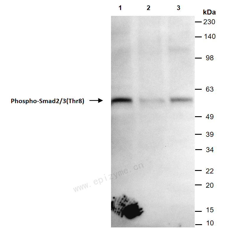 Anti-phospho-Smad2/3(Thr8) Mouse mAb [61A83P70]