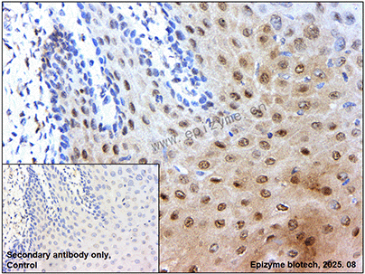 Anti-phospho-Smad2/3(Thr8) Mouse mAb [61A83P70]