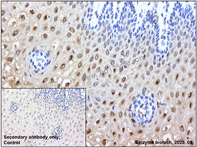 Anti-phospho-Smad2/3(Thr8) Mouse mAb [61A83P70]