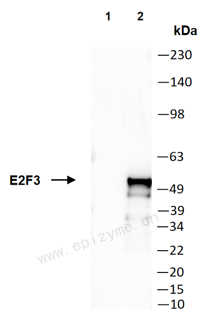 Anti-E2F3 Mouse mAb [91K40T51]