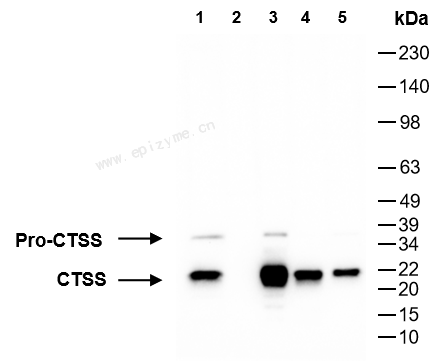 Anti-Cathepsin S Mouse mAb [47R74T72]