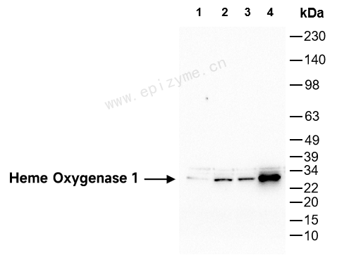 Anti-Heme Oxygenase 1 Mouse mAb [87R24H60]
