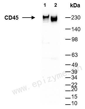 Anti-CD45 Mouse mAb [33S59Q25]