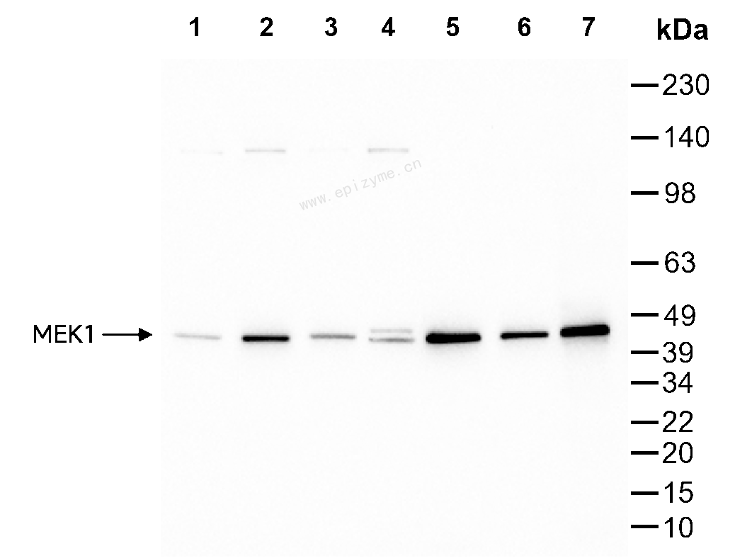 Anti-MEK1 Mouse mAb [53R16N63]