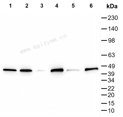 Anti-MAPK14/p38 alpha Mouse mAb [13V99K88]
