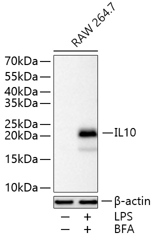 Anti-IL10 Rabbit pAb