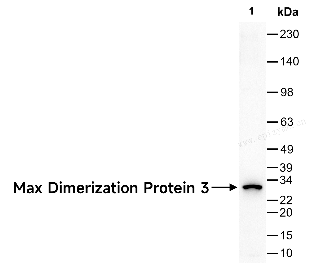 Anti-Max Dimerization Protein 3 Rabbit mAb [30K31K03]