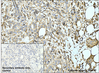 Anti-IL-10 Rabbit mAb [29H28B60]