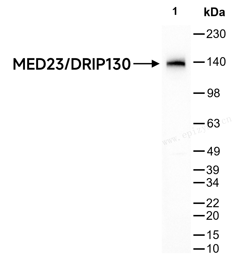 Anti-MED23/DRIP130 Rabbit mAb [29A37R18]