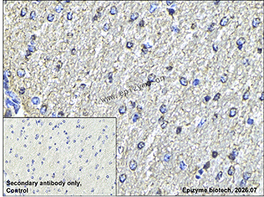 Anti-14-3-3 theta Rabbit mAb [93Q00Q27]