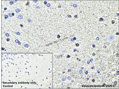 Anti-14-3-3 theta Rabbit mAb [93Q00Q27]