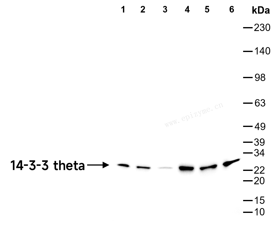 Anti-14-3-3 theta Rabbit mAb [93Q00Q27]