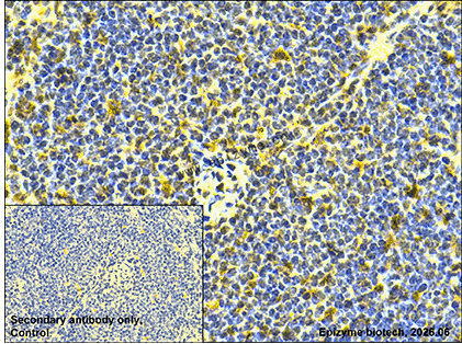 Anti-SEC14L2/TAP Rabbit mAb [77C40R62]