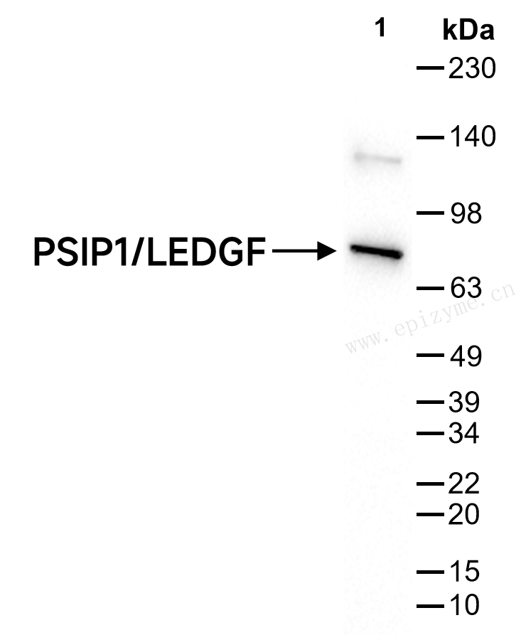 Anti-PSIP1/LEDGF Rabbit mAb [46Q42D76]